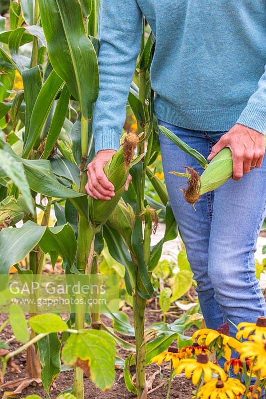 Woman harvesting Sweetcorn 'Tyson' by twisting cobs off the plant