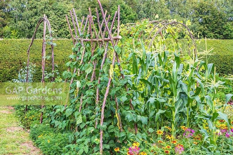 Bean support - structure with Climbing Beans 'Firetongue' and 'Goldfield' growing