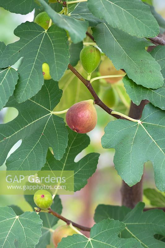 Ficus carica 'St Ervan B' - Fig 'St Ervan B' ripening on the tree