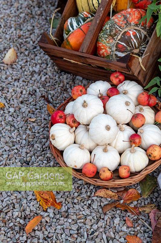 Cucurbita pepo - Casperita squash, crab apples and Turks turban squash display at RHS Wisley gardens
