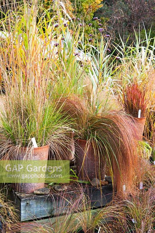 Decorative arrangement of grasses in pots with Stipa 'Goldilocks' in autumn