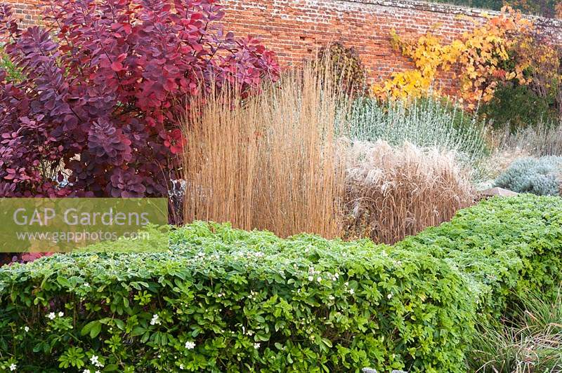 Curving hedge of clipped Choisya ternata runs between stands of Calamagrostis x acutiflora 'Karl Foerster', Cotinus coggygria 'Royal Purple', sage and other herbaceous perennials and grasses in the walled garden designed by Brita von Schoenaich at Marks Hall Gardens and Arboretum in autumn.