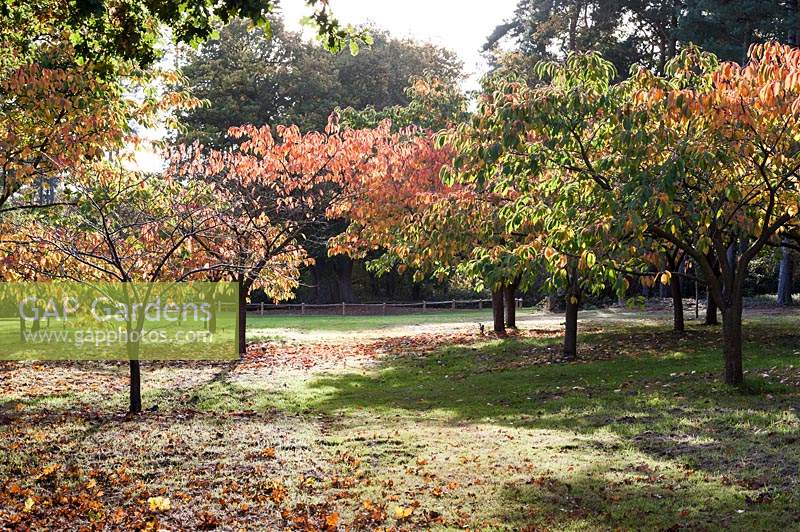 A glade of cherry trees beginning to turn orange at Marks Hall Gardens and Arboretum in autumn.