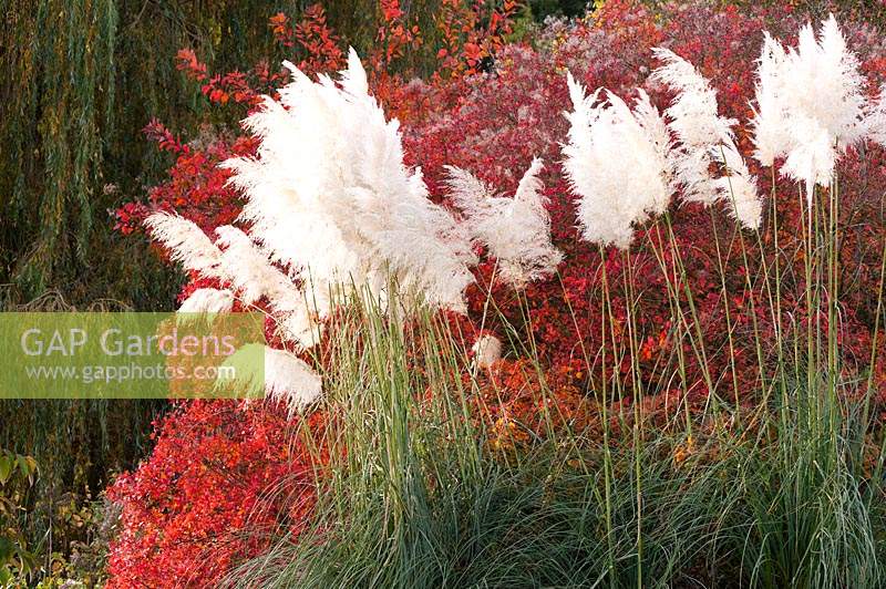 Feathery flower plumes of miscanthus in front of foliage turning red in autumn at Marks Hall.