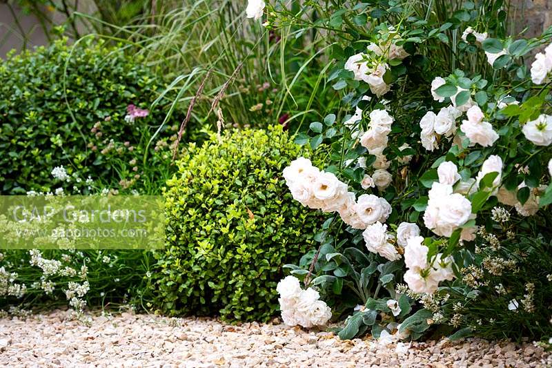 Border with white roses, Pittosporum tenuifolium 'Golf Ball',  Lavandula angustifolia 'Alba'.