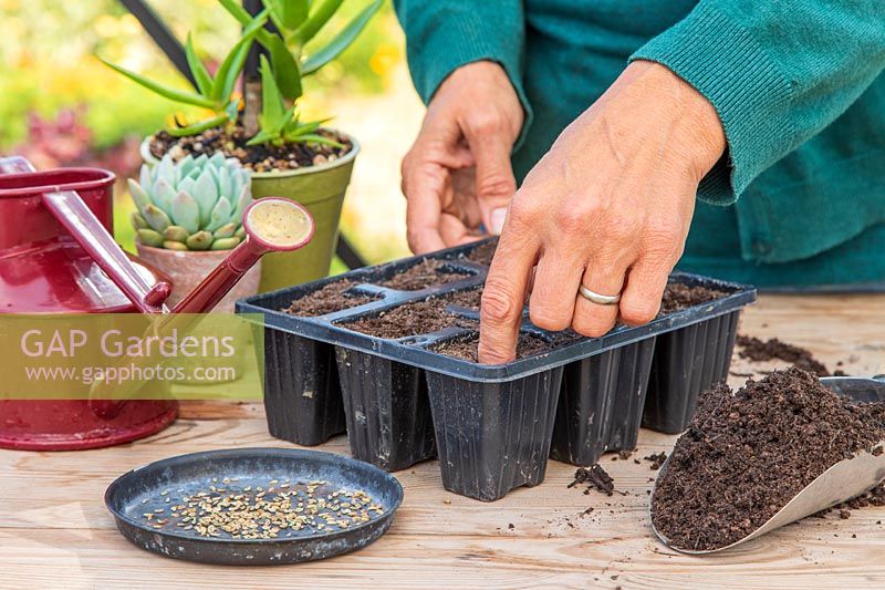 Woman using index finger to make holes in compost in modular tray prior to sowing FLorence Fennel