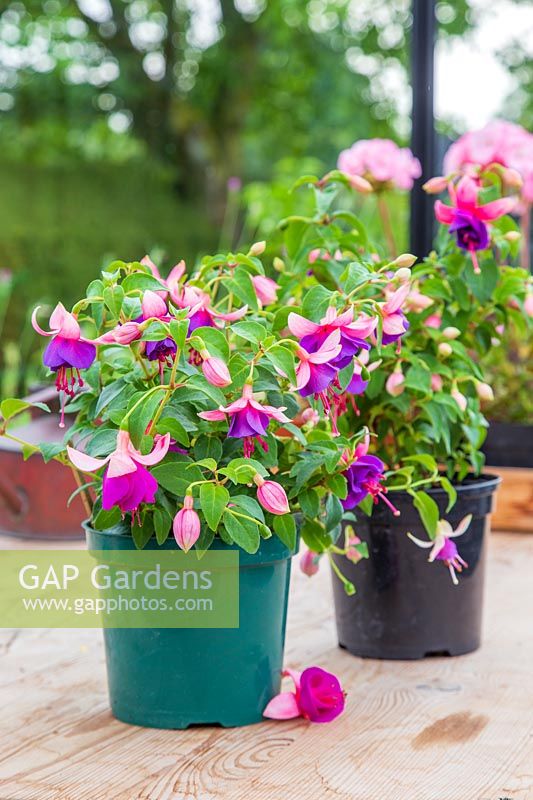 Fuchsia 'Turkish Delight', plant at the front has been pinched out early to create a more bushy plant with more flowers