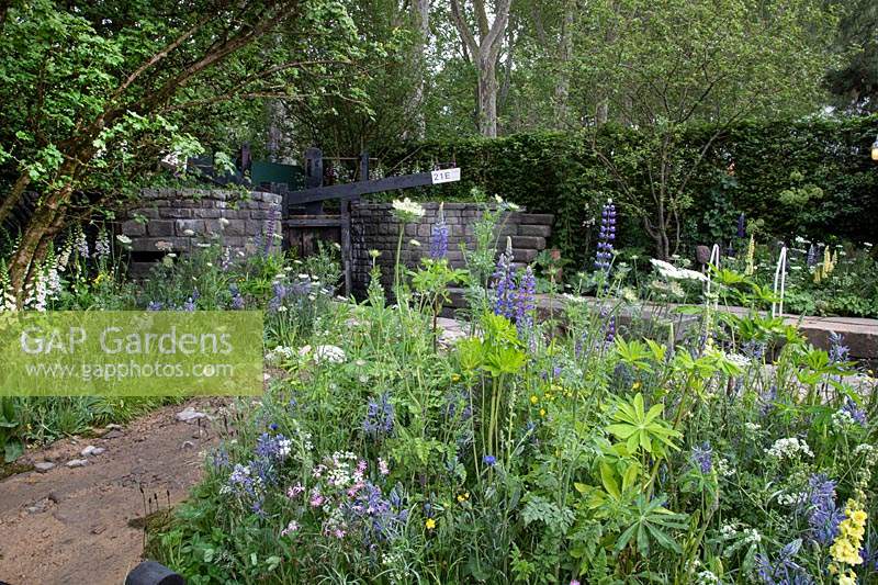 Canal lock with native flora including red campion, lupinus, digitalis, camassia and willow. Garden: The Welcome to Yorkshire Garden. Sponsor: Welcome to Yorkshire, Gold Medal Winner. Chelsea Flower Show 2019.