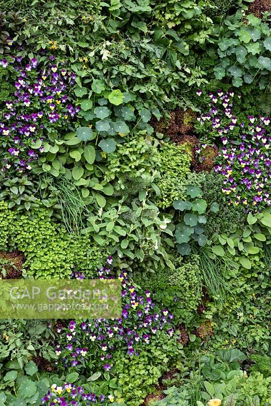 Living wall with all edible plants - The Montessori Centenary Children's Garden. Sponsor: Montessori Centrer International, montessori.org.uk. Chelsea Flower Show 2019.