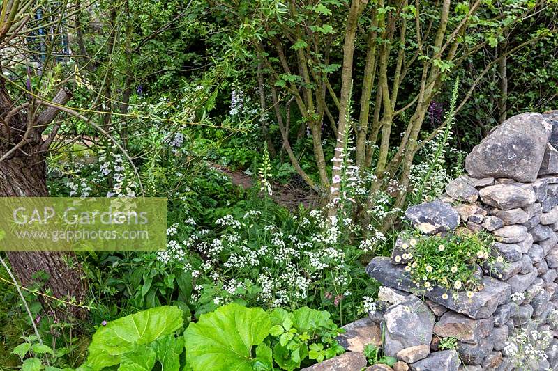 The RHS Chelsea Flower Show 2019. The Welcome to Yorkshire Garden. Informal wildflower planting beside stone wall.