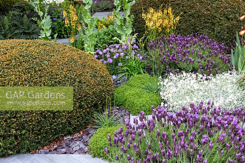 Tapestry of planting including Lavenders and a Taxus topiary mound in the Morgan Stanley Garden at RHS Chelsea Flower Show 2019