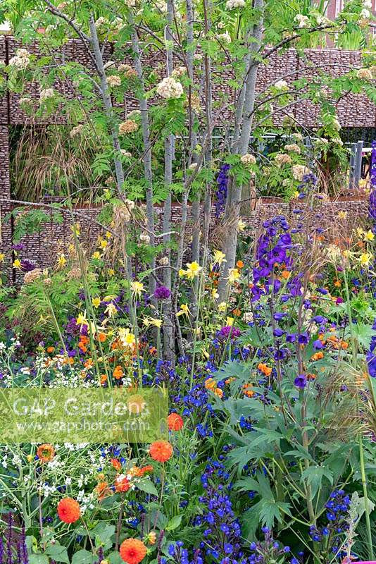 The Montessori Centenary Childrens Garden: Mixed planting of yellow, orange and blues. Sponsors: Montessori centre International. Rhs Chelsea flower show 2019.