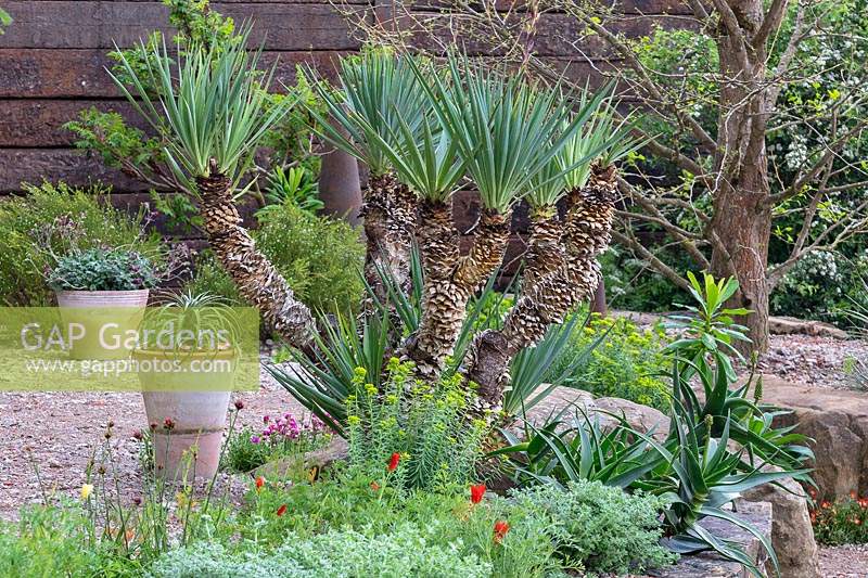 Yucca recurva on large raised rock bed in The Resiliance Garden at RHS Chelsea Flower Show 2019