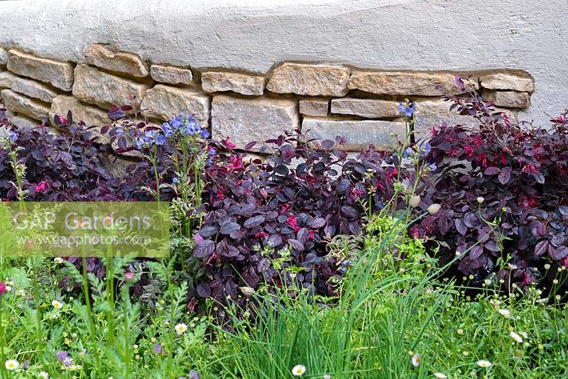 Dark foliage of Loropetalum contrasting against the drystone wall in The Kingston Maurward Garden at RHS Chelsea Flower Show 2019. Sponsors: Miles Stone