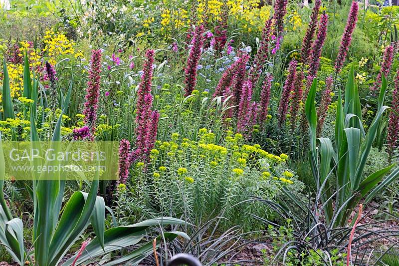 The Resiliance Garden: Echium russicum, Euphorbia seguieriana and thermopsis in dry rocky garden. Rhs Chelsea flower show 2019.
