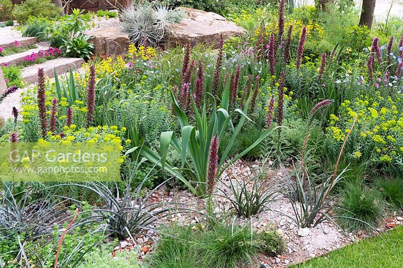 The Resiliance Garden: Echium russicum and Euphorbia seguieriana in dry rocky garden. Rhs Chelsea flower show 2019.
