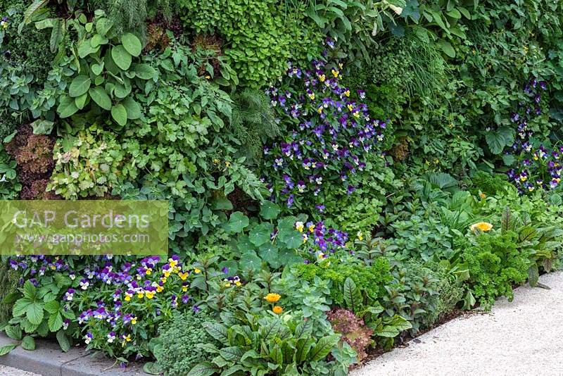 A green wall of edibles, including Violas and a variety of Herbs