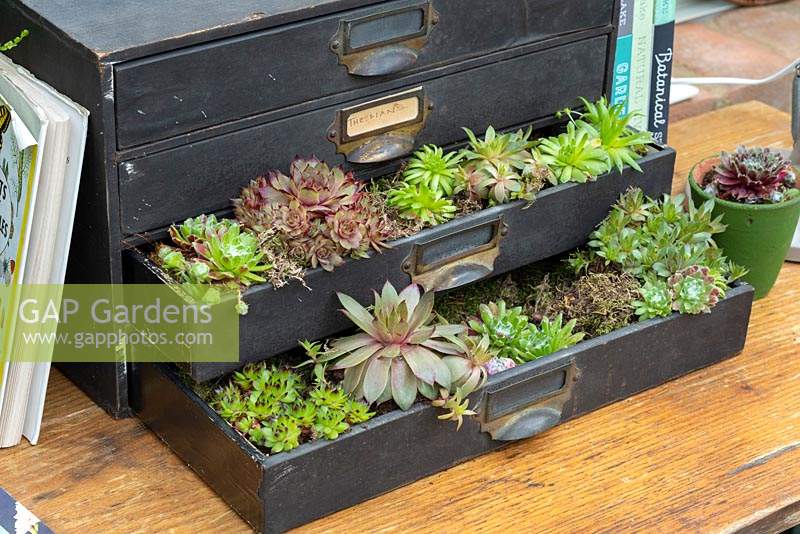 Succulent display in recycled draws. 