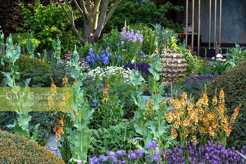 The Morgan Stanley Garden. Verbascum 'Clementine',  Papaver somniferum 'Black Paeony'  - Poppy - and Lavendula stoechas - Spanish Lavender 
amongst Taxus baccata - Yew - topiary cones