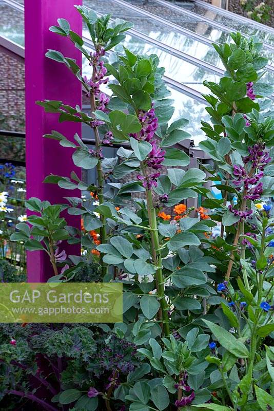 The Montessori Centenary Children's Garden. Purple-flowered broad beans and Kale 'Redbor'  growing at the side of a greenhouse. Sponsors: Montessori Centre International  and  City Asset Management