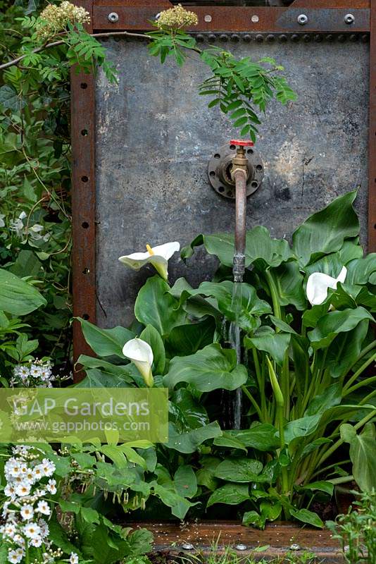 Primula japonica 'Postford White' and Arum liliies - Zantedeschia sp growing infront of an old water tank. The High Maintenance Garden for MND Association. 