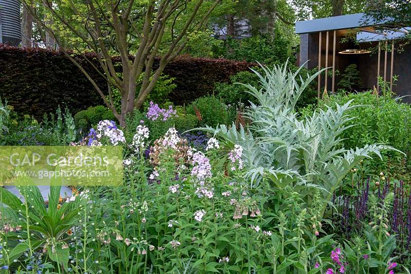 Mixed planting of Cynara cardunculus, Hesperis matronalis and Salvia x sylvestris 'Mainacht' - The Morgan Stanley Garden, RHS Chelsea Flower Show 2019.