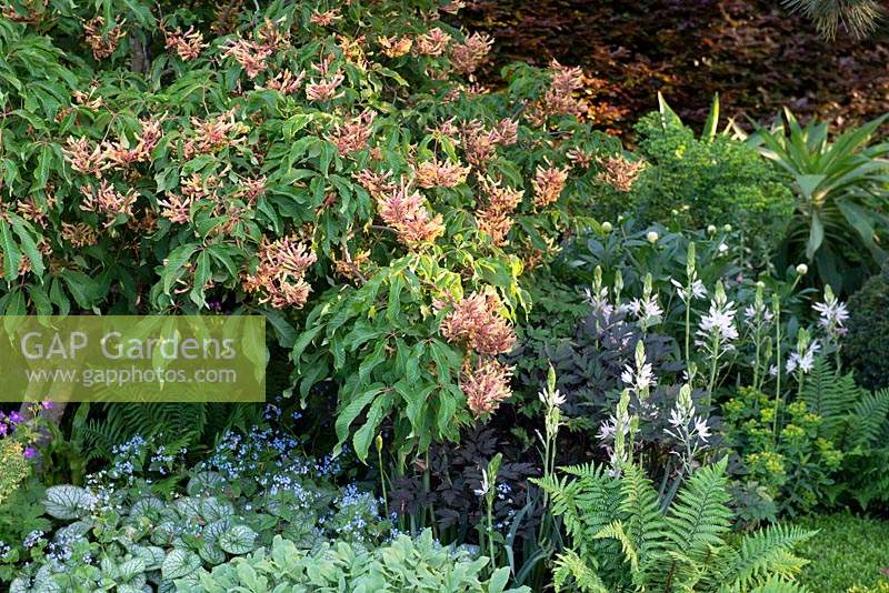 Aesculus pavia underplanted with Brunnera macrophylla 'Jack Frost' and Ornithogalum ponticum - The Morgan Stanley Garden, RHS Chelsea Flower Show 2019.