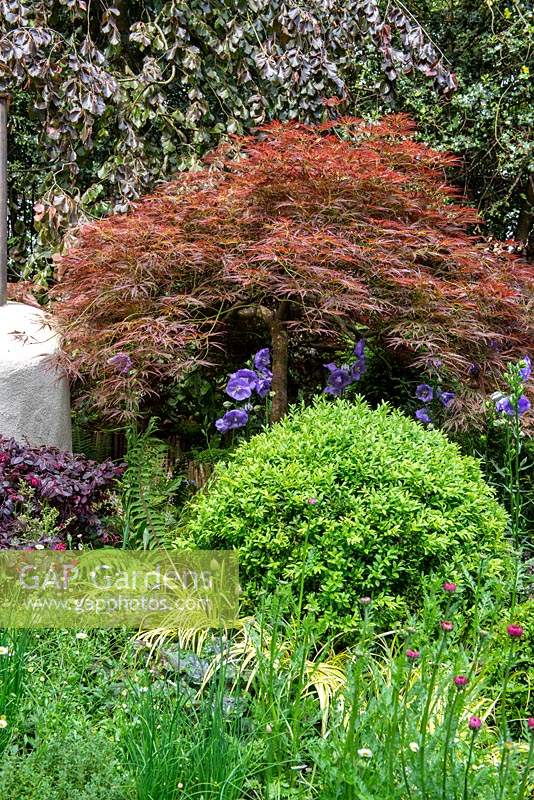 Acer palmatum underplanted with Buxus sempervirens and Campanula - Miles Stone: The Kingston Maurward Garden at the RHS Chelsea Flower Show 2019