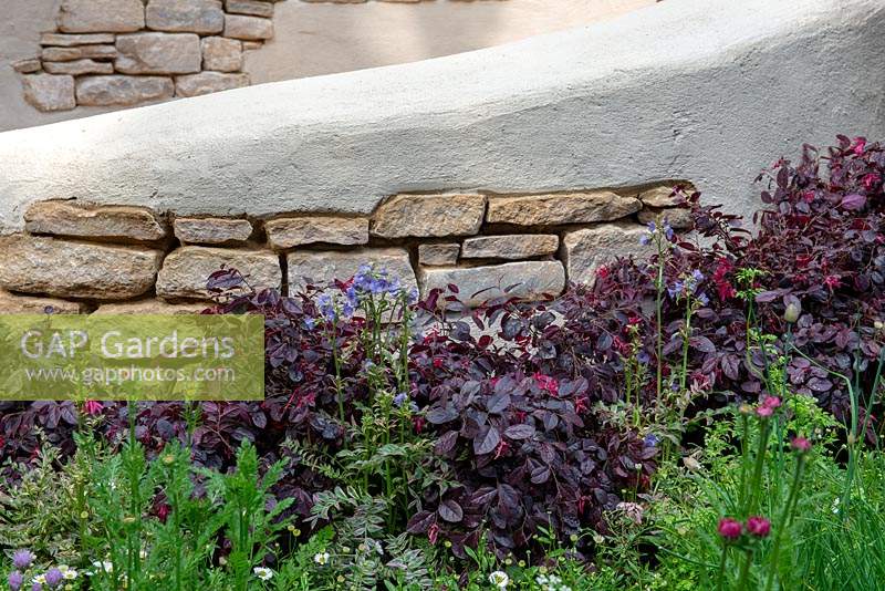 Dry stone with next to a border with Loropetalum and Polemonium - Miles Stone: The Kingston Maurward Garden, RHS Chelsea Flower Show 2019
