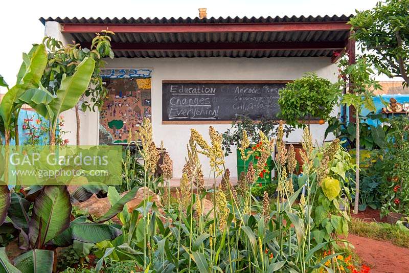Edibles including Zea mays with Musa, shelter with blackboard for teaching - The Camfed Garden: Giving Girls in Africa a Space to Grow, RHS Chelsea Flower Show 2019.