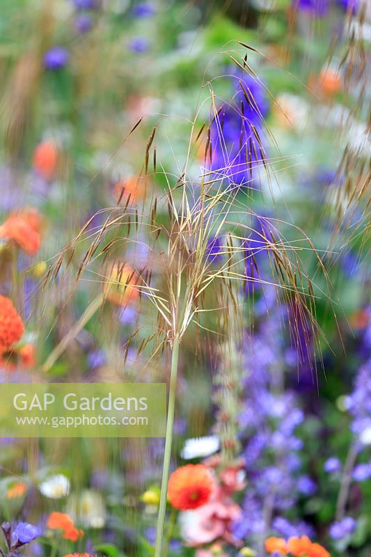The Montessori Centenary Children's Garden. Detail of flowerhead of Stipa gigantea with the bright colours of the children's flower border behind.  