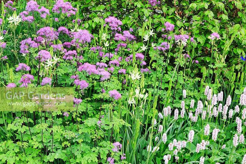 RHS Bridgewater Garden. Thalictrum 'Black Stockings' with Camassia leichtlinii subsp. suksdorfii 'Alba' and Persicaria bistorta 'Superba'