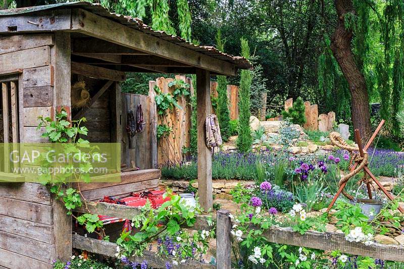 The Donkey Sanctuary Garden. Drought-tolerant garden inspired by arid rocky hillside, with rustic shelter in the foreground. Planting includes Vitis - Vine and Rosa - Rose on the timber post and rail fence. Behind are Iris germanica cv., Allium 'Miami', Lavendula angustifolia 'Hidcote' - English Lavender. Rustic timber fence at the back with Cupressus sempervirens - Pencil Cypresses and Pinus - Pine. Sponsor: The Donkey Sanctuary
