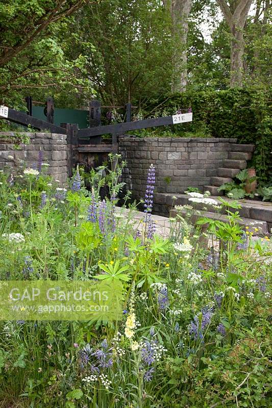 The Welcome to Yorkshire Garden.  View of the  planting by the lock which includes: Lupinus 'Gallery Blue' and Lupinus perennis, Camassia leichtlinii subsp. caerulea, Daucus carota and Verbascum 'Gainsborough'. Sponsor: Welcome to Yorkshire