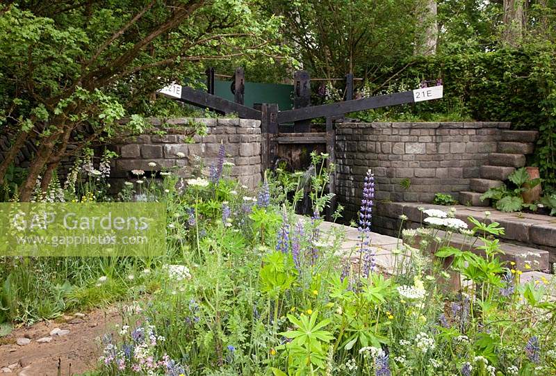 The Welcome to Yorkshire Garden. View of the planting by the lock which includes Digitalis purpurea, Camassia leichtlinii subsp. caerulea, Daucus carota, Lupinus 'Gallery Blue' and Lupinus perennis.Sponsor: Welcome to Yorkshire