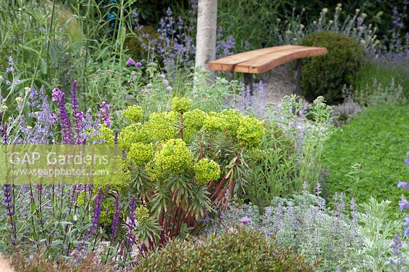 The Harmonious Garden of Life, the planting includes Euphorbia, Nepata racemosa and Salvia officinalis. Sponsors: Mr and Mrs Cawthorn, Margheriti Piante.