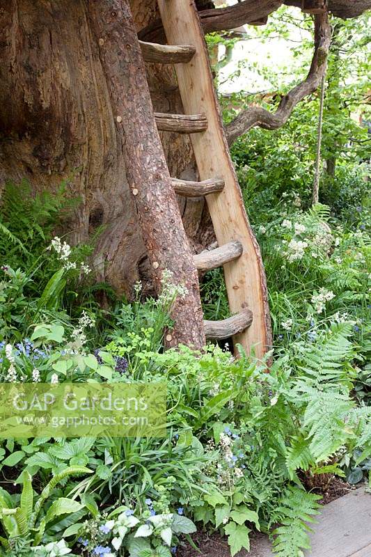 The RHS Back to Nature Garden, view of the ladder to the treehouse which is surrounded by ferns, Dryopteris filix-mas, Athyrium filix-femina and Asplenium scolopendrium,  Brunnera macrophylla, Tiarella cordifolia, Fragari vesca and Luzula nivea.