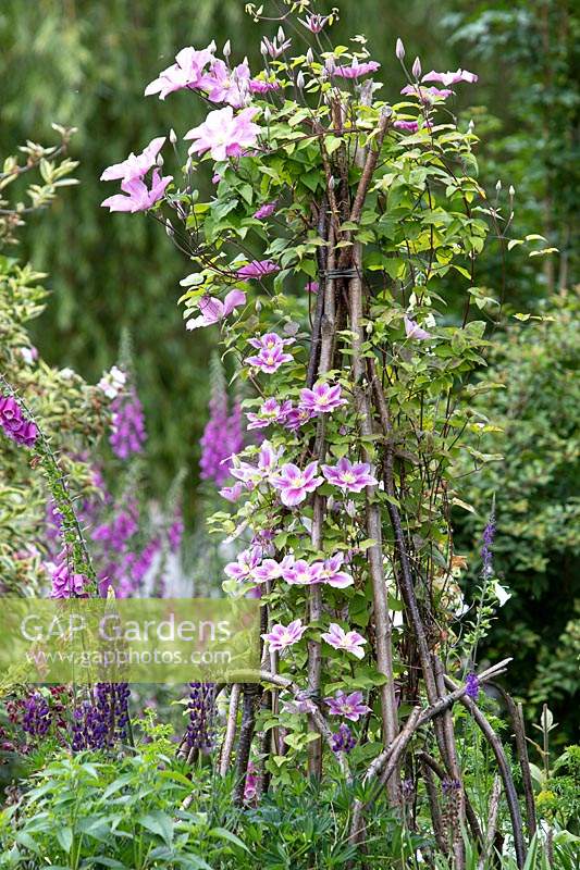 Clematis 'Comtesse de Bouchard' and Bees Jubilee' on Hazel wigwam, Lupinus - Lupin and Digitalis - Foxglove in background
