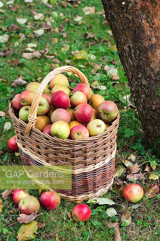 Apples - Malus domestica in basket under apple tree. Apples in basket are Malus 'Egremont Russet' and M. 'Tydeman's Late Orange'.