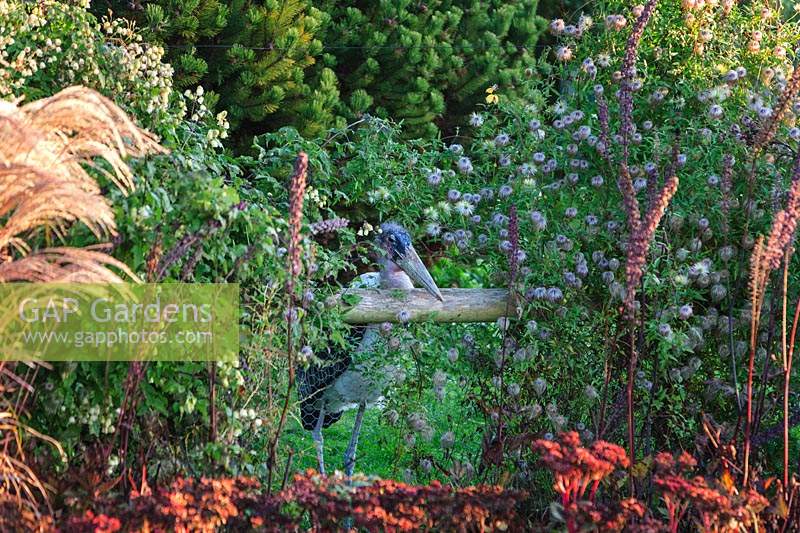 Stork peeking through enclosure into the Millennium garden, Pensthorpe, Norfolk, UK. Miscanthus and Clematis rehderiana to left, Clematis 'Bill MacKenzie' to right, Sedum in foreground. 