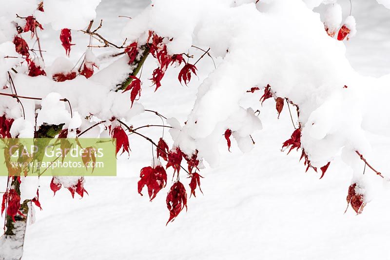 Japanese maple, Acer palmatum 'Osakazuki' in the snow with contrasting red foliage. 