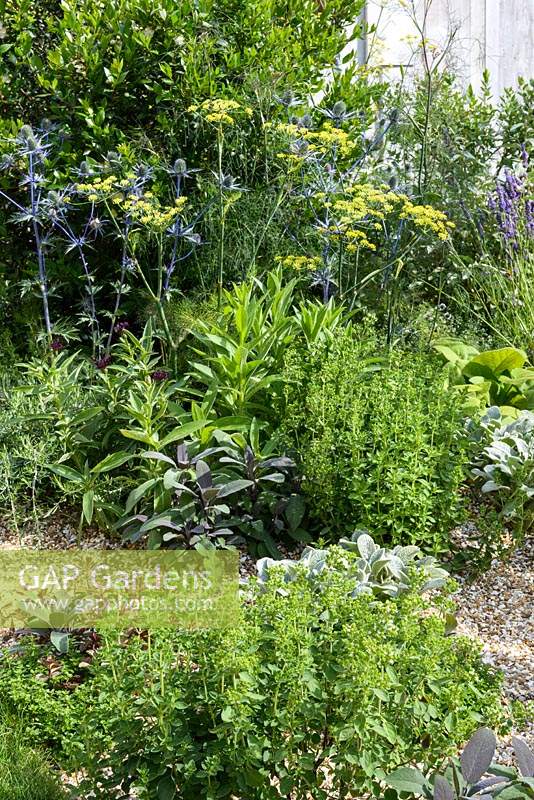 Mediterranean herbs in border - planting includes, Eryngium x zabelii 'Jos Eijking' thyme, marjoram, oregano and sage 