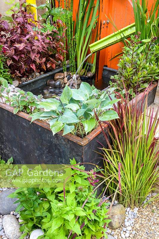 Water feature made from old combine harvester parts and planted with Hosta,  Imperata cylindrica,  Persicaria microcephala 'Red Dragon'