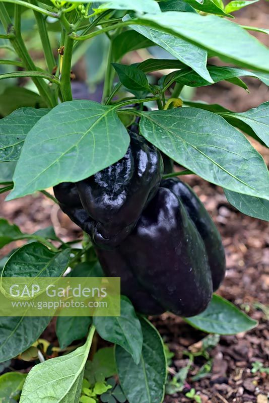 Capsicum 'Colour Spectrum' sweet peppers