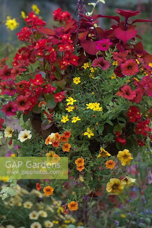 Hanging basket with hot colours: Bidens 'Golden Glory', Calibrachoa 'Orange', Begonia semperflorens - red with green leaf, Helichrysum petiolare 'Limelight', Solenostemon syn. Coleus Campfire, Petunia syn. Petchoa Chameletunia - 'Caramel Gold' and 'Cinnamon'