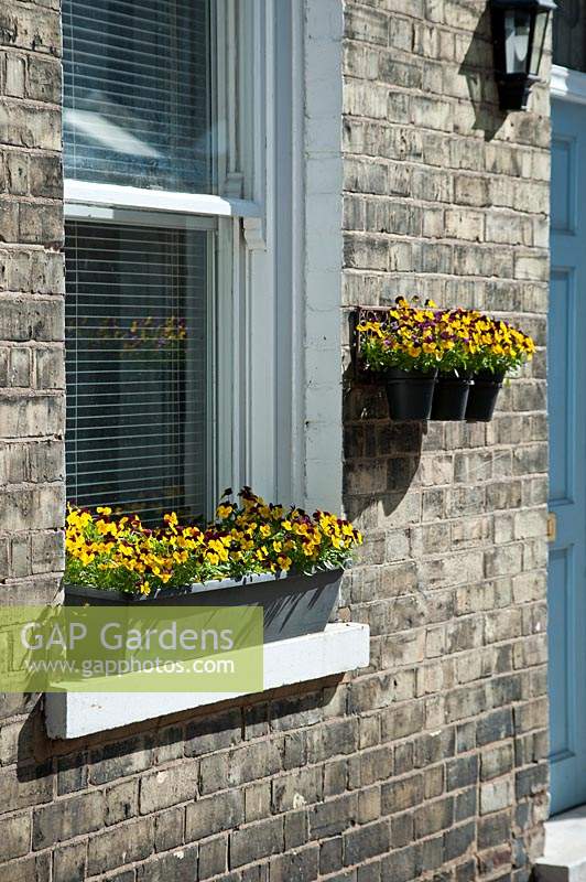 Window box and pots with violas on a victorian terraced house