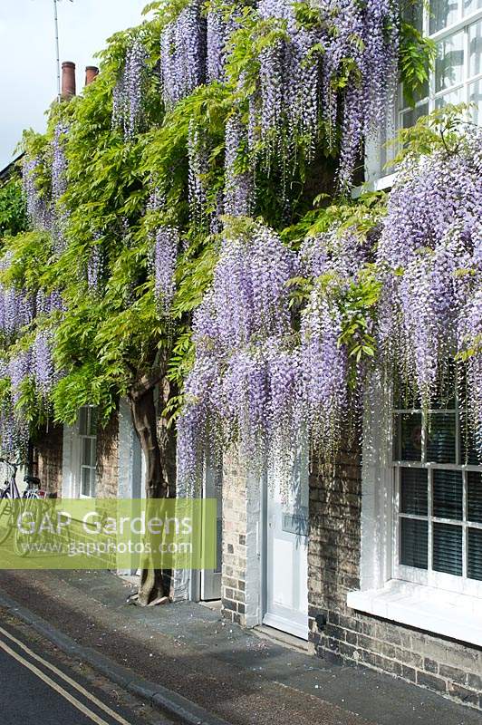 Wisteria floribunda 'Macrobotrys' growing on the front of a small victorian house