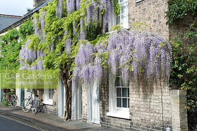 Wisteria floribunda 'Macrobotrys' growing on the front of a small victorian house. May, late Spring.
