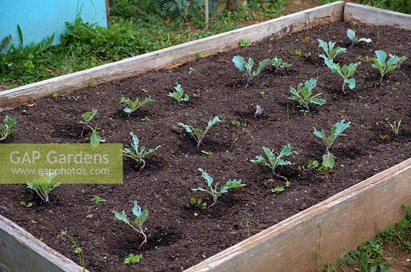 Transplanted Brassica oleracea - Cabbage - plants in a raised bed and suffering pigeon damage