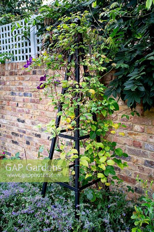 Obelisk with Clematis 'Gipsy Queen' with Nepeta 'Walker's Low' growing at base, brick wall backdrop